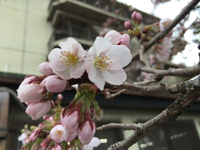 開花宣言 純米 開花宣言 | 第一酒造 オンラインショップ