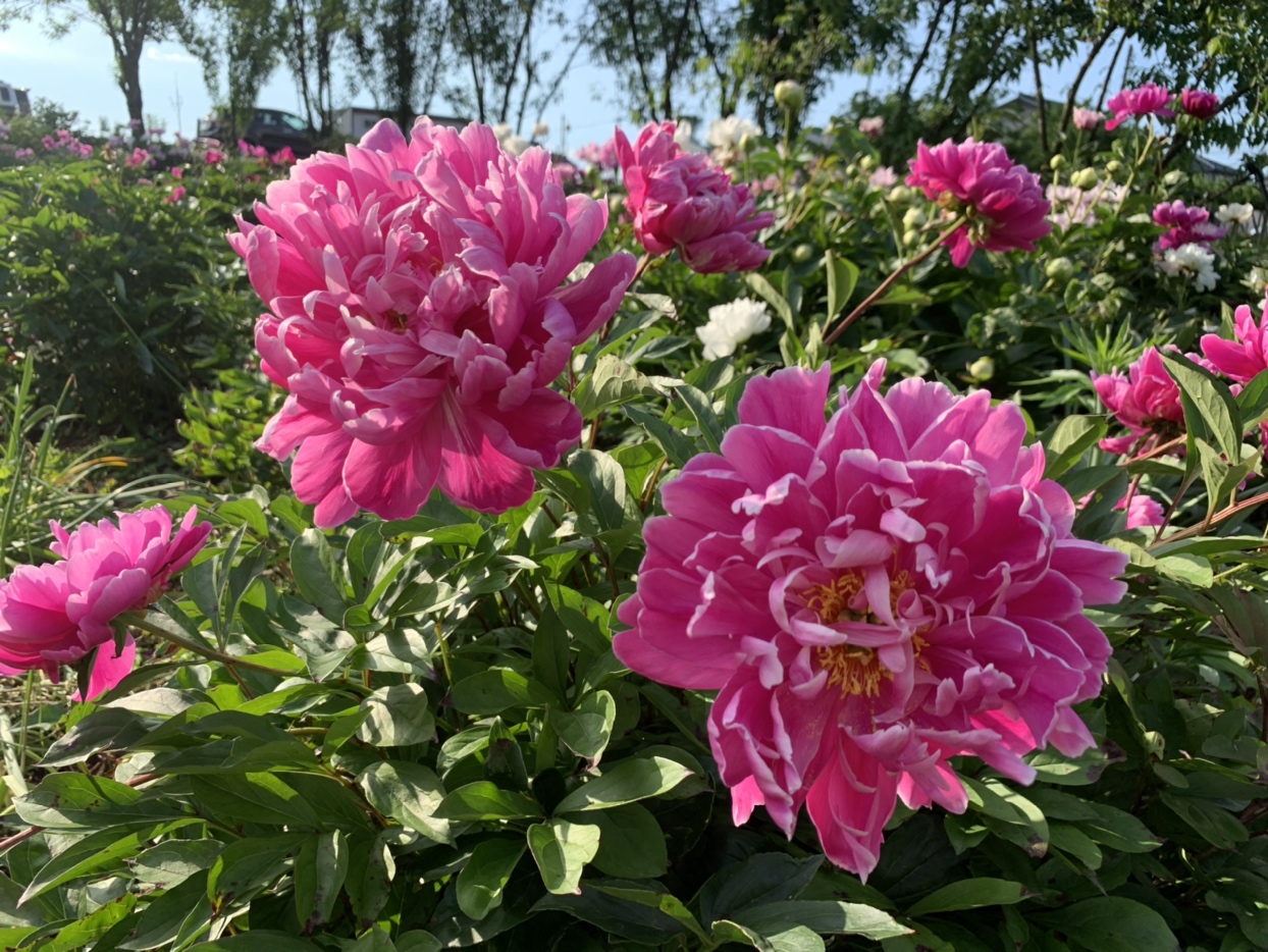 ❀芍薬（シャクヤク）が満開❀『花の森・天神山ガーデン』は今が一番