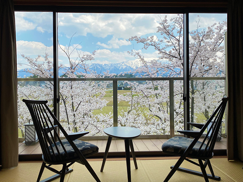 桜満開です♪お部屋からも、露天風呂からも今が見頃！ | 新着情報