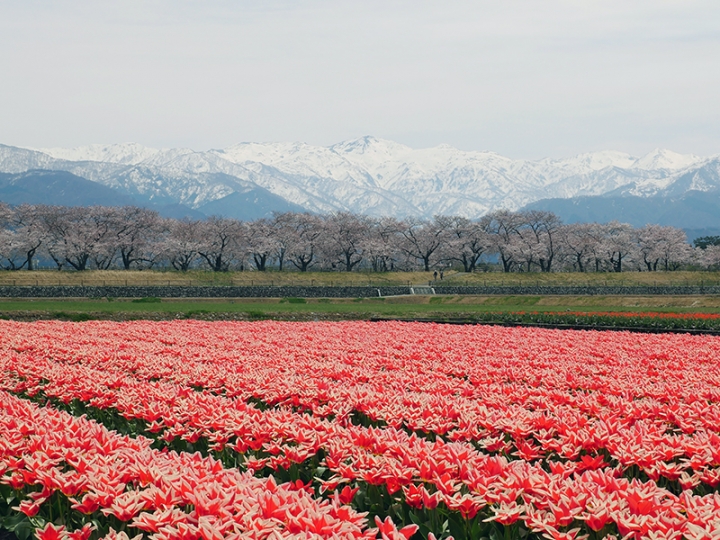 雪解けの立山連峰 桜 チューリップ 春の景色三重奏 新着情報 公式 金太郎温泉 北陸 富山県 魚津市 天然温泉