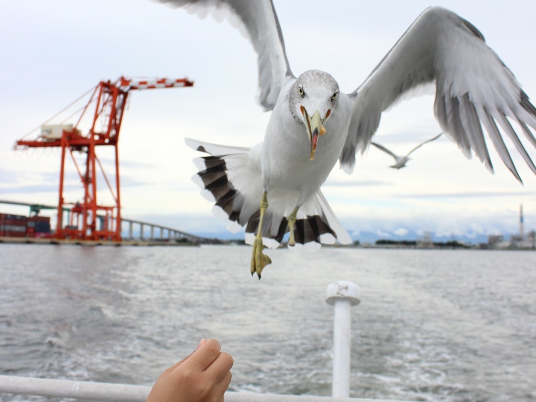 かもめ