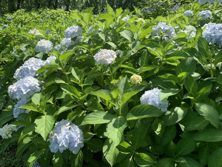 アジサイ４